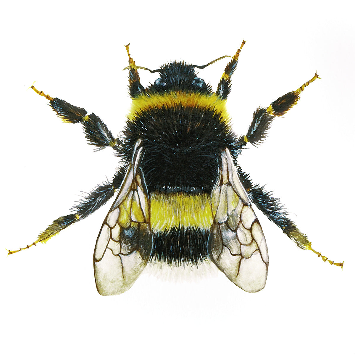 Little Bumblebee, Fine Art Watercolour Print