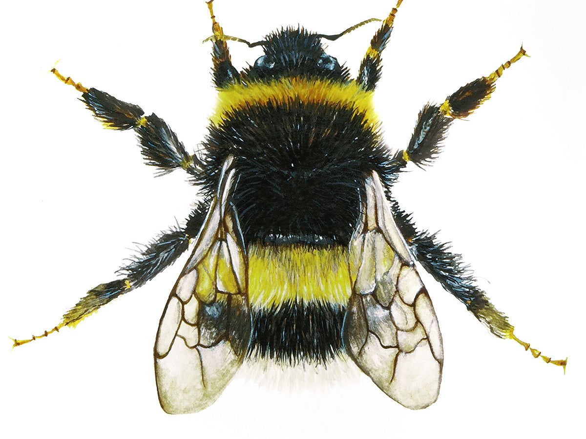 Little Bumblebee, Fine Art Watercolour Print