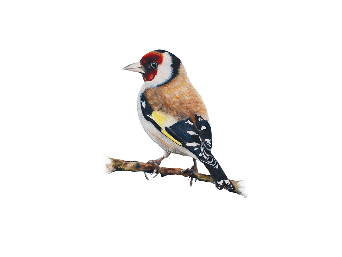 Little Goldfinch, Fine Art Watercolour Print