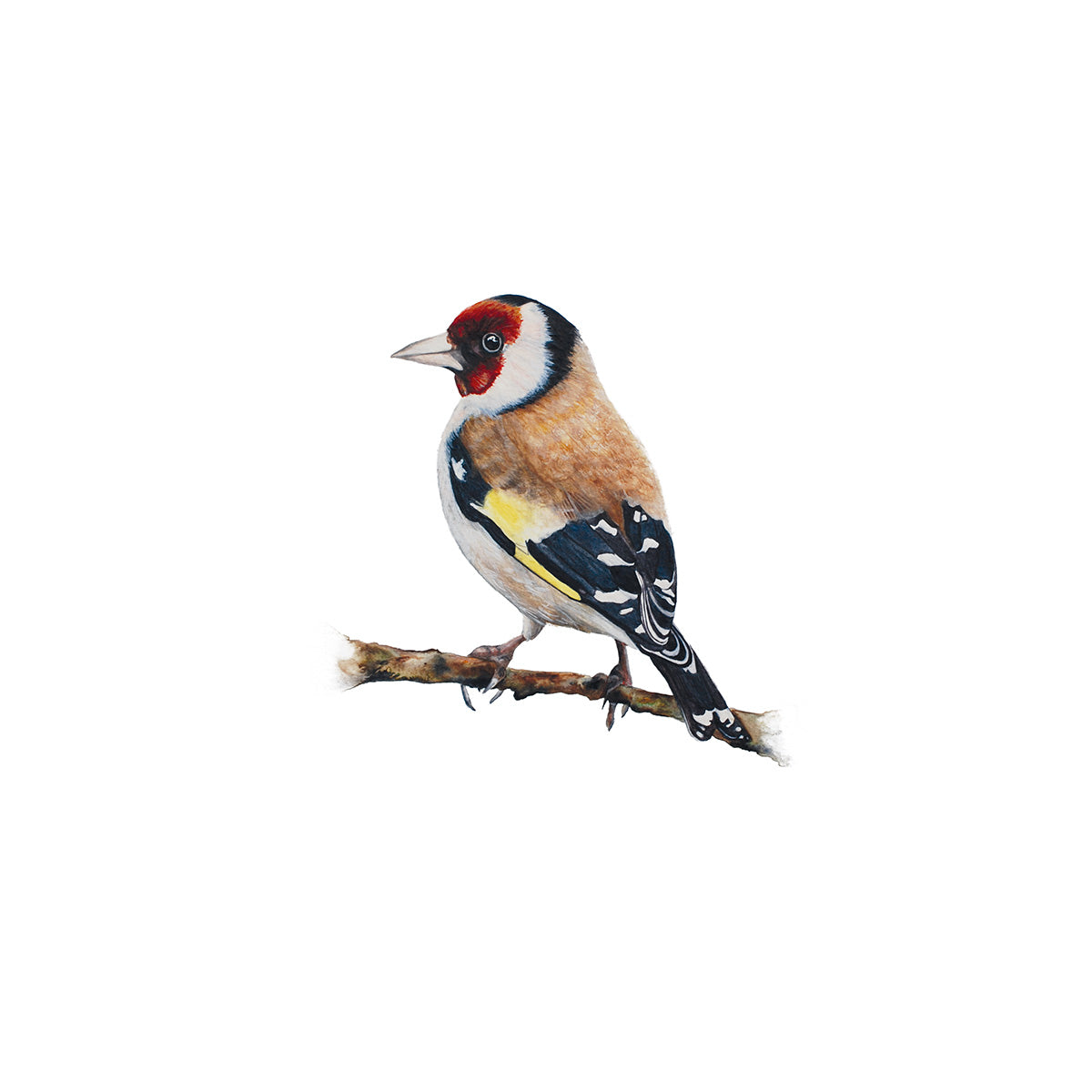 Little Goldfinch, Fine Art Watercolour Print
