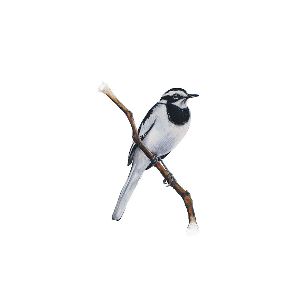 Little Wagtail, Fine Art Watercolour Print