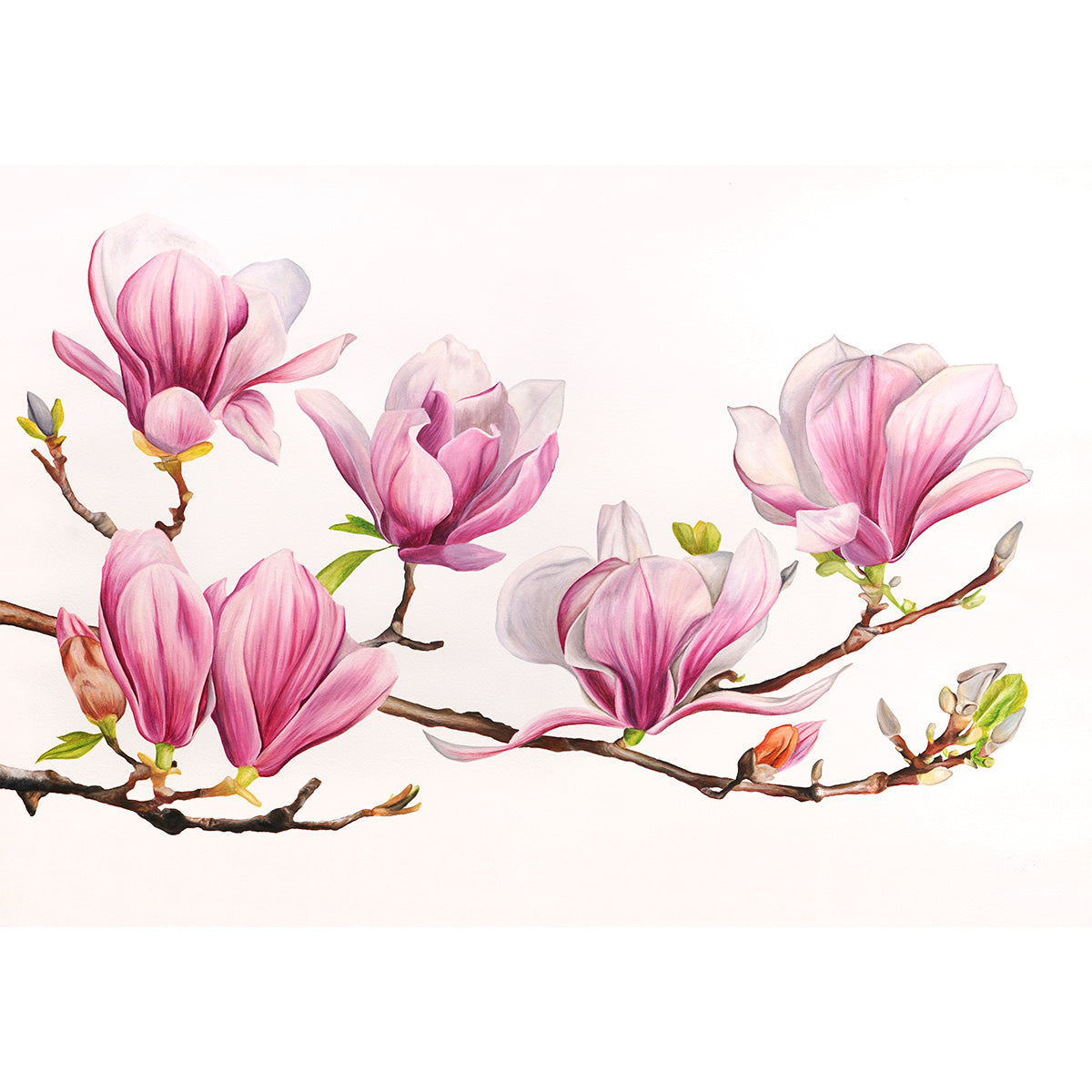 Magnolia, Original Watercolour Painting