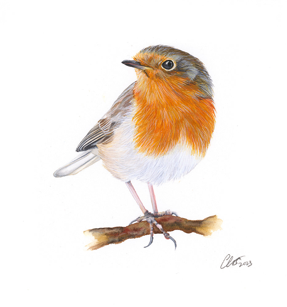 Robin Redbreast, Original Watercolour Painting