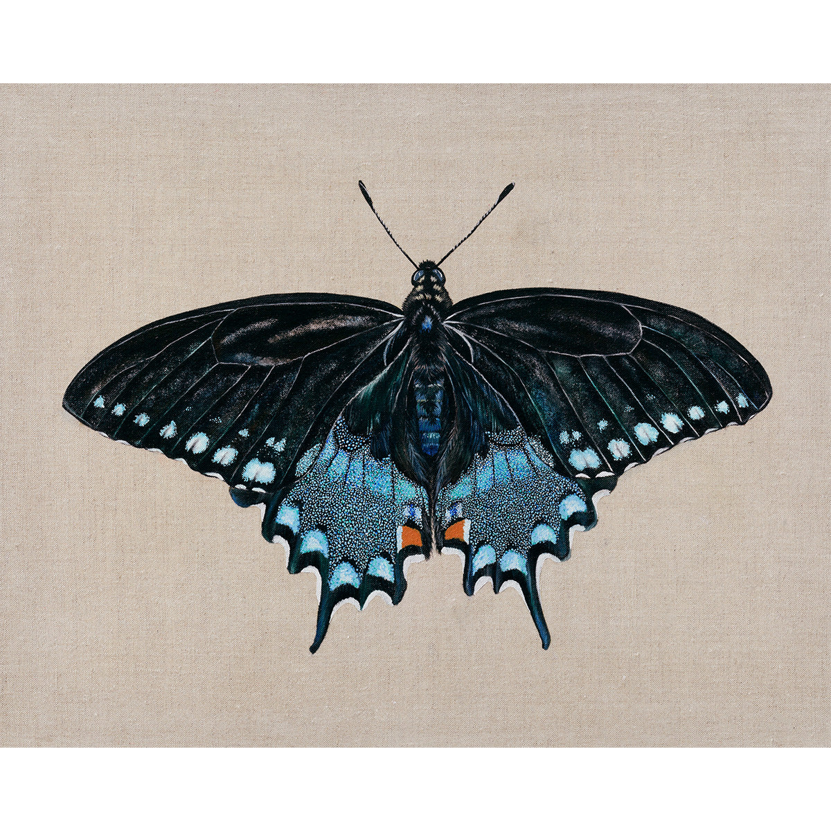 Spicebush Swallowtail Butterfly, Original Butterfly Painting