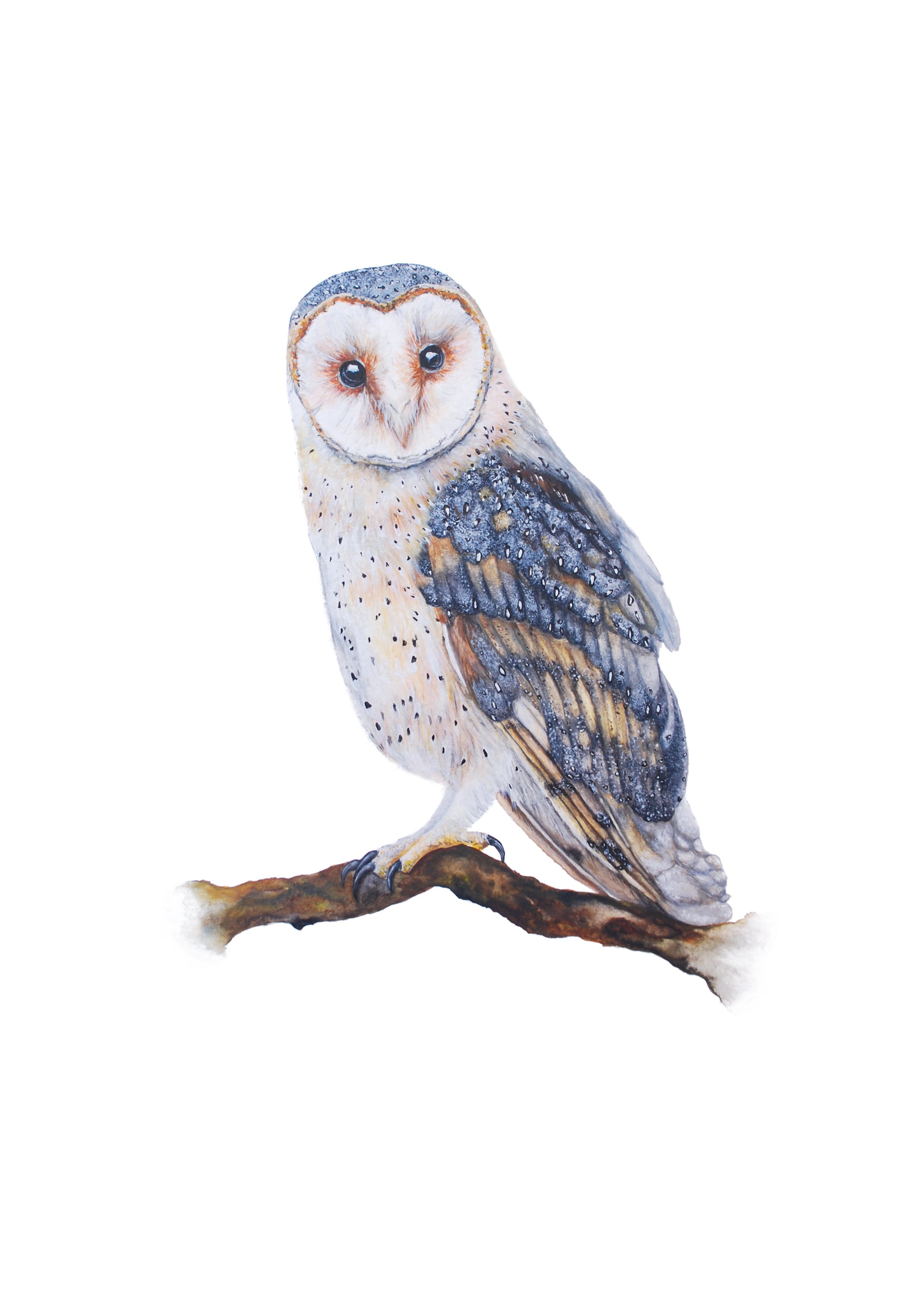 Little Barn Owl, Fine Art Watercolour Print