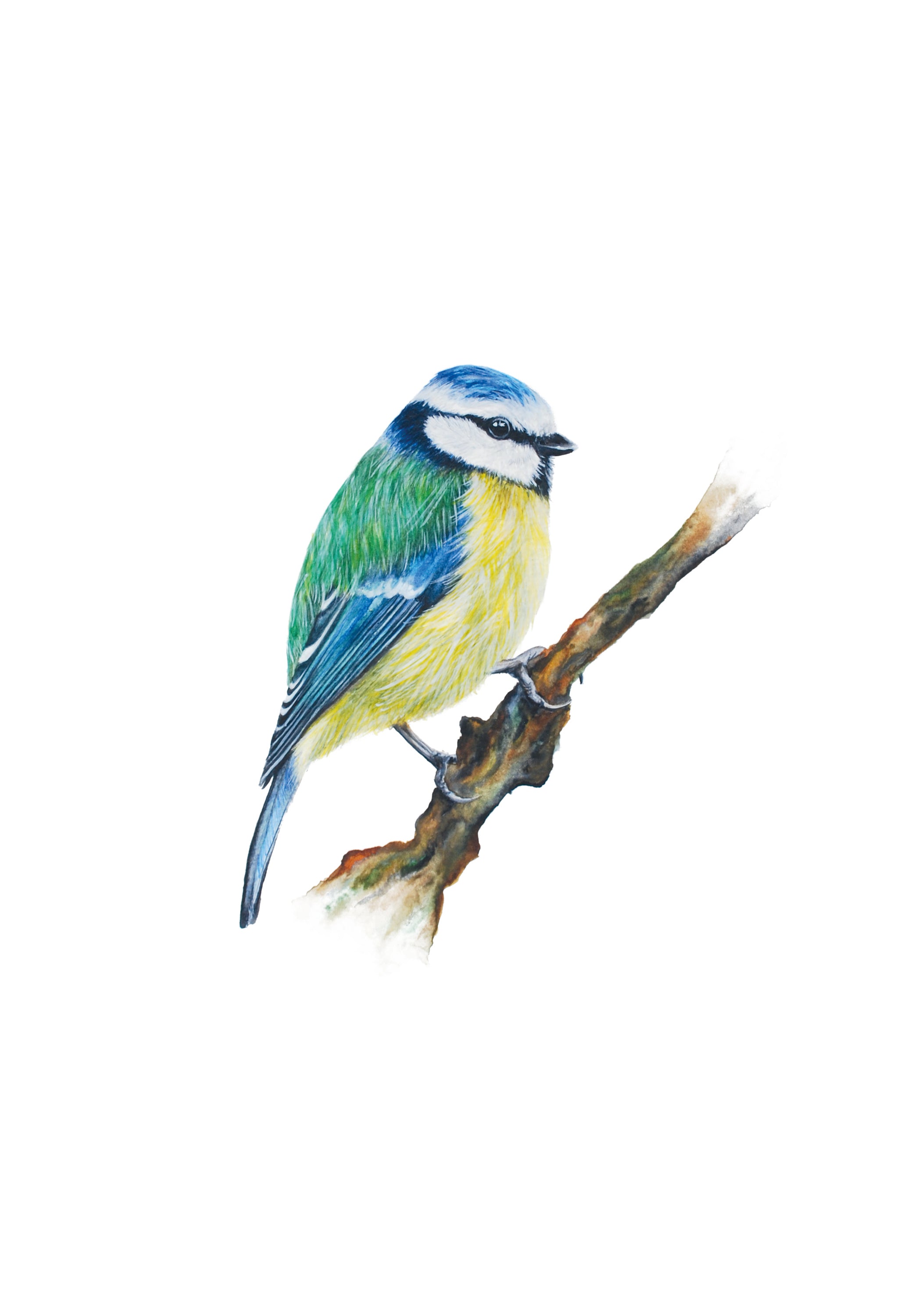 Little Blue Tit, Fine Art Watercolour Print