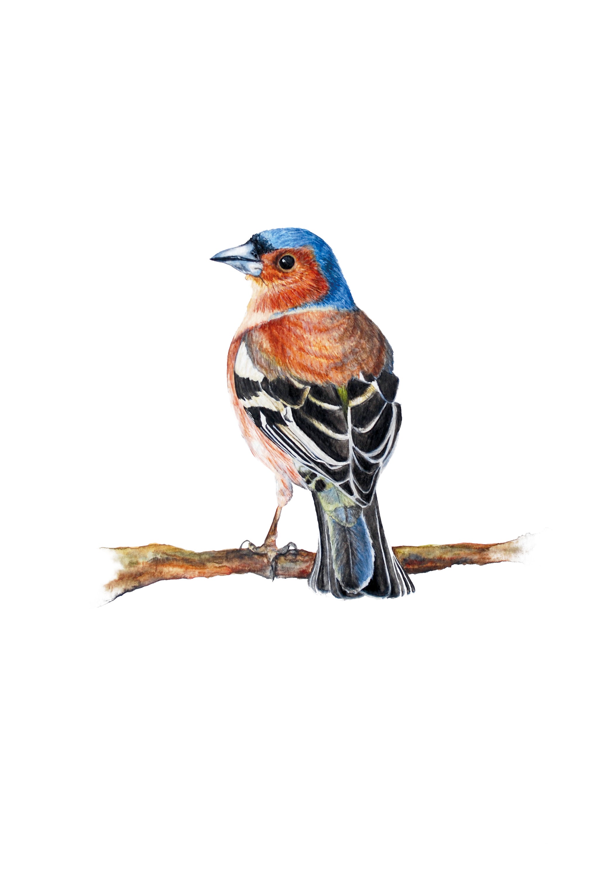 Little Chaffinch, Fine Art Watercolour Print