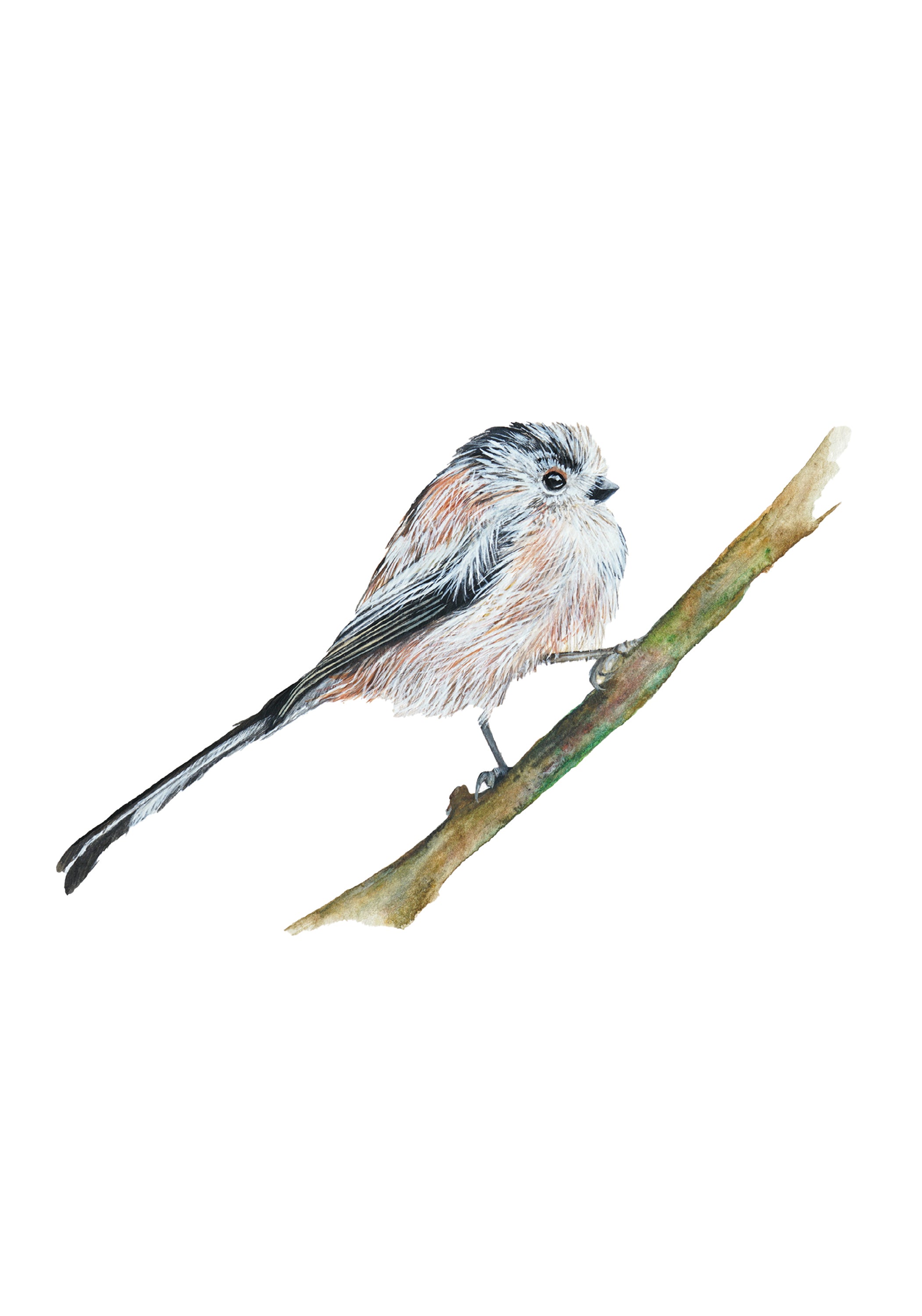 Little Long-Tailed Tit, Fine Art Watercolour Print