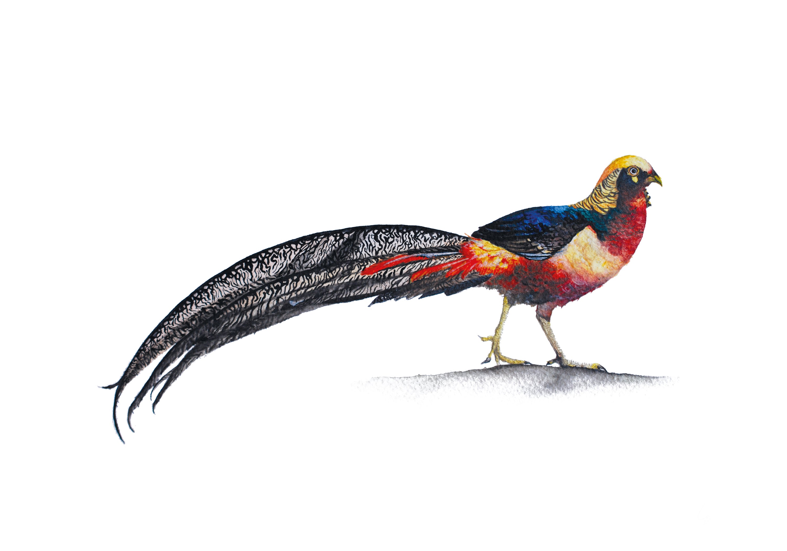 Little Golden Pheasant, Fine Art Watercolour Print