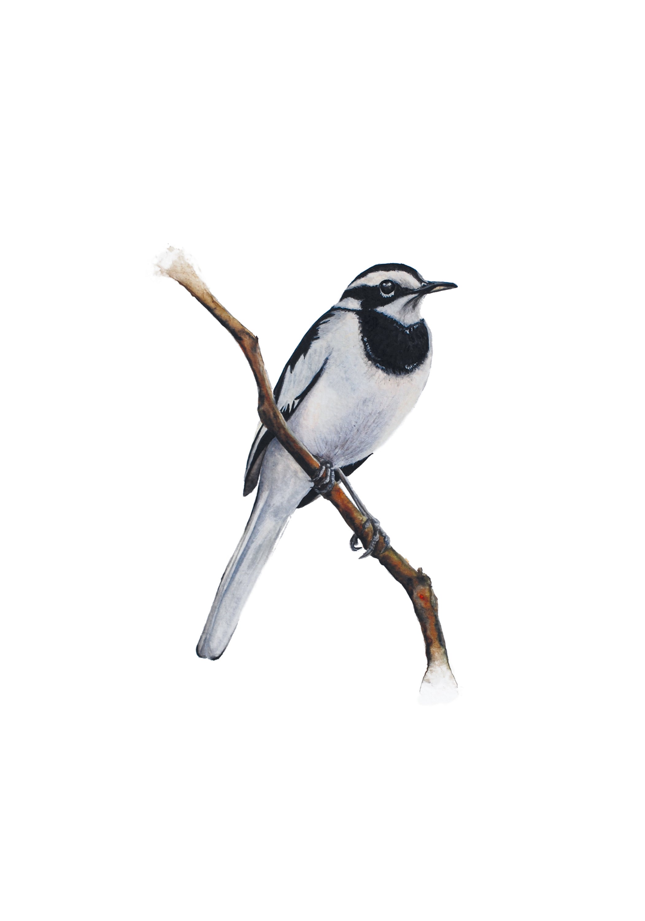 Little Wagtail, Fine Art Watercolour Print