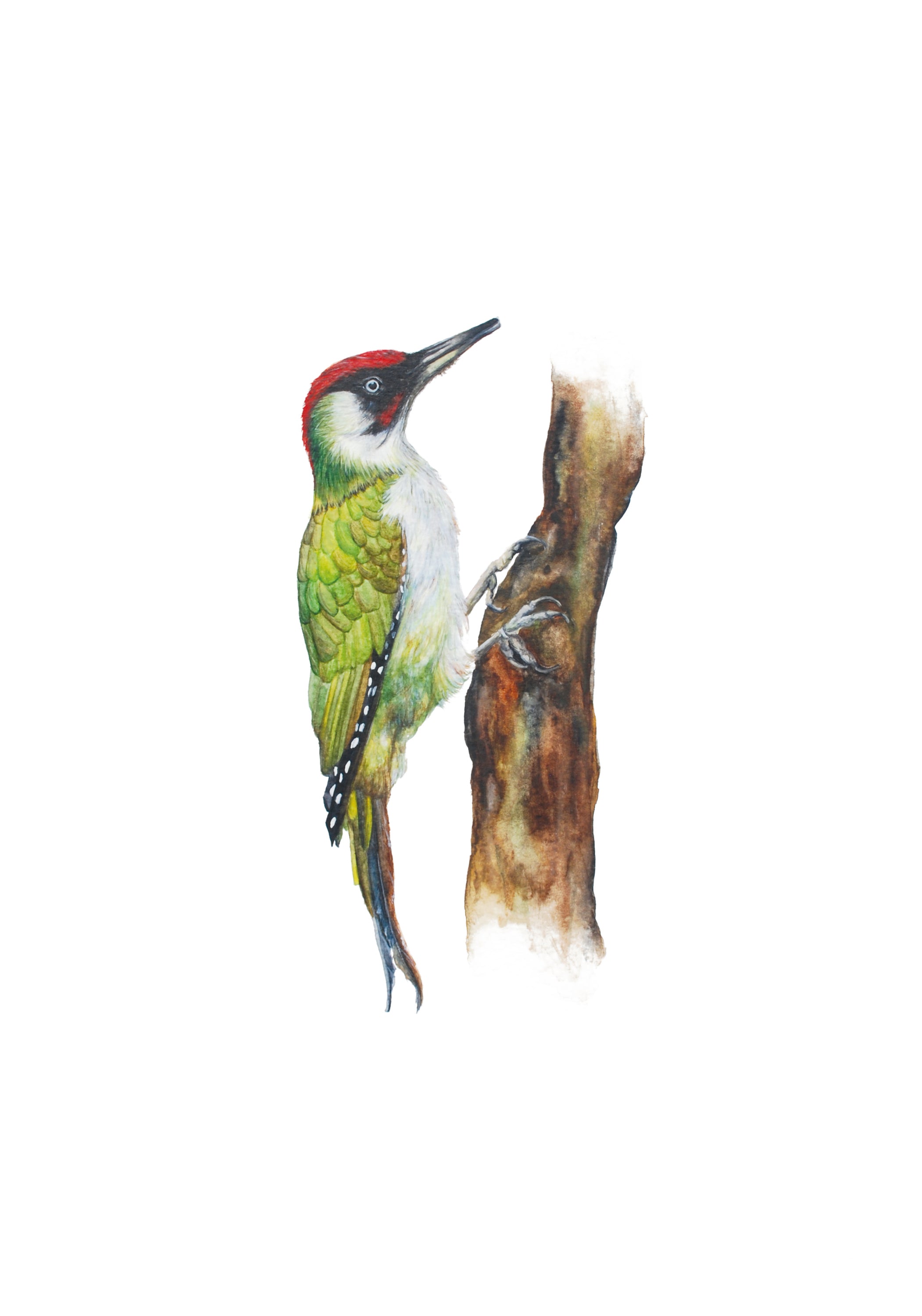 Little Green Woodpecker, Fine Art Watercolour Print