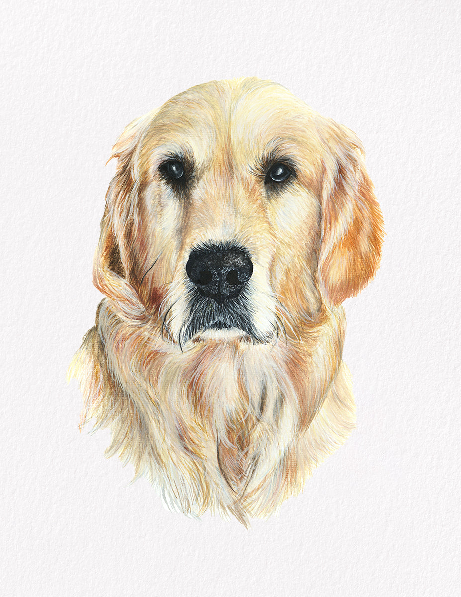 Atlas dog portrait