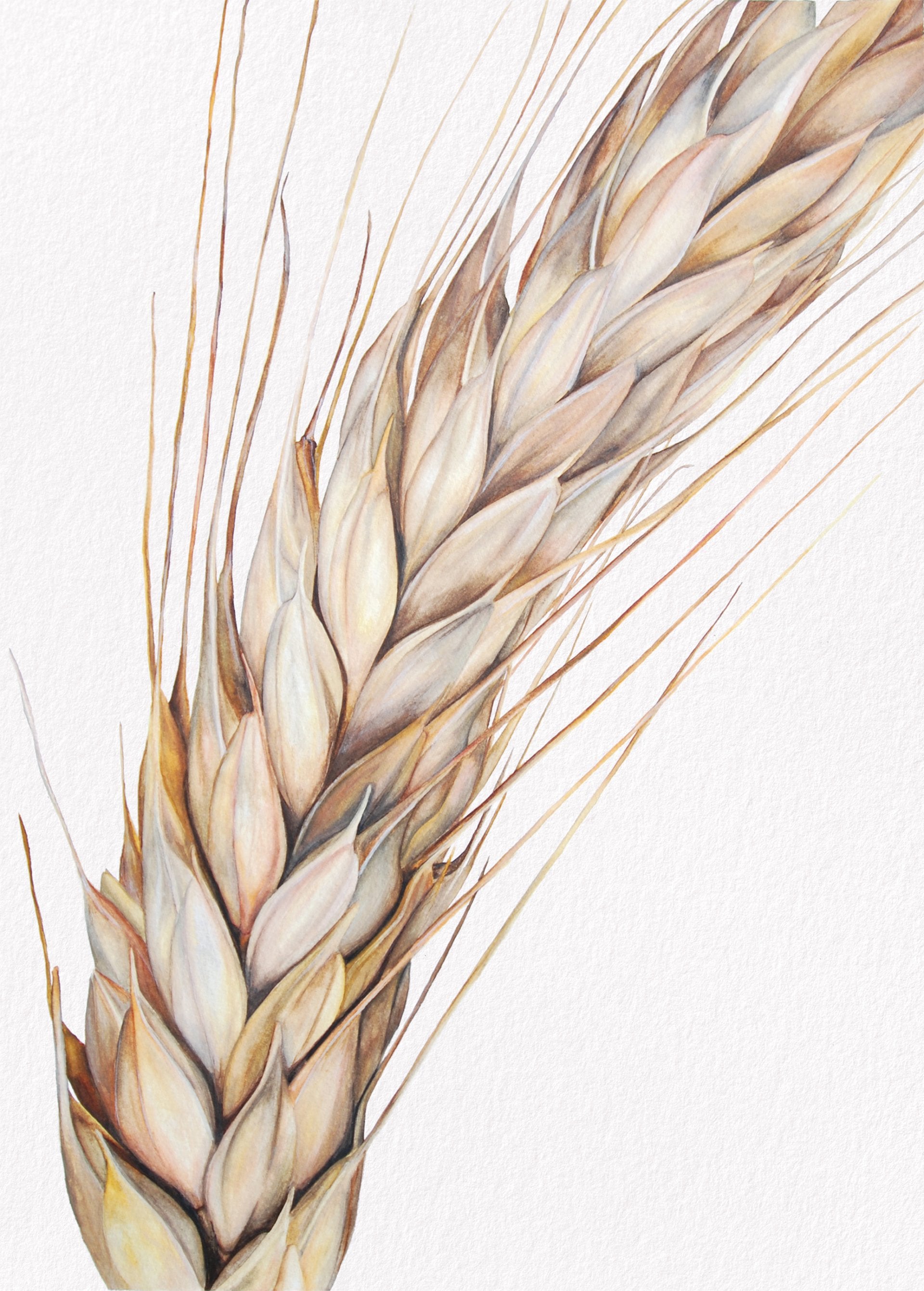 Barley, Fine Art Watercolour Print