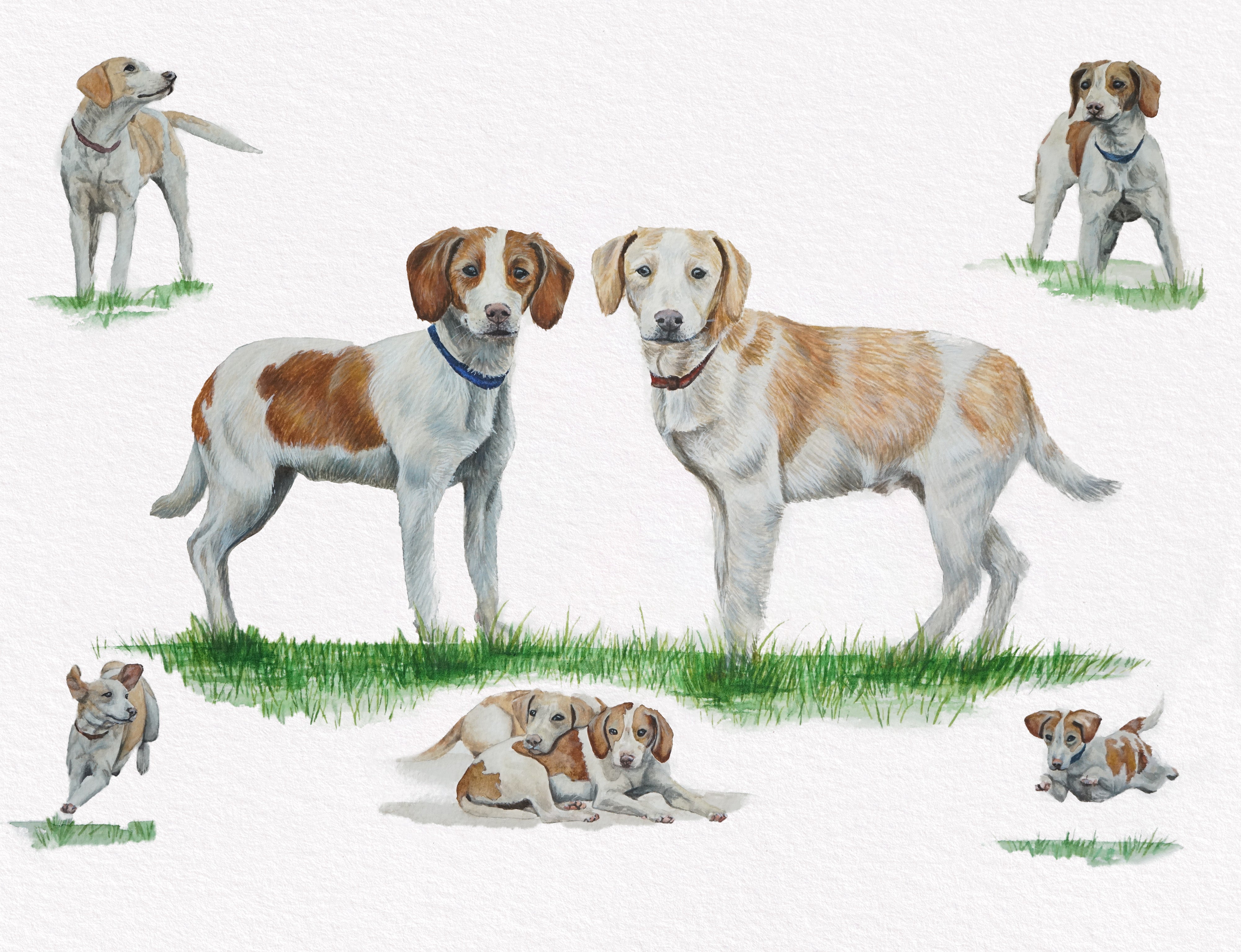 Beagles