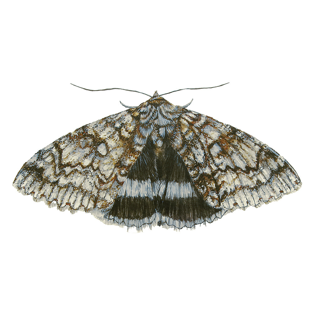 Blue Underwing Moth, Fine Art Watercolour Print