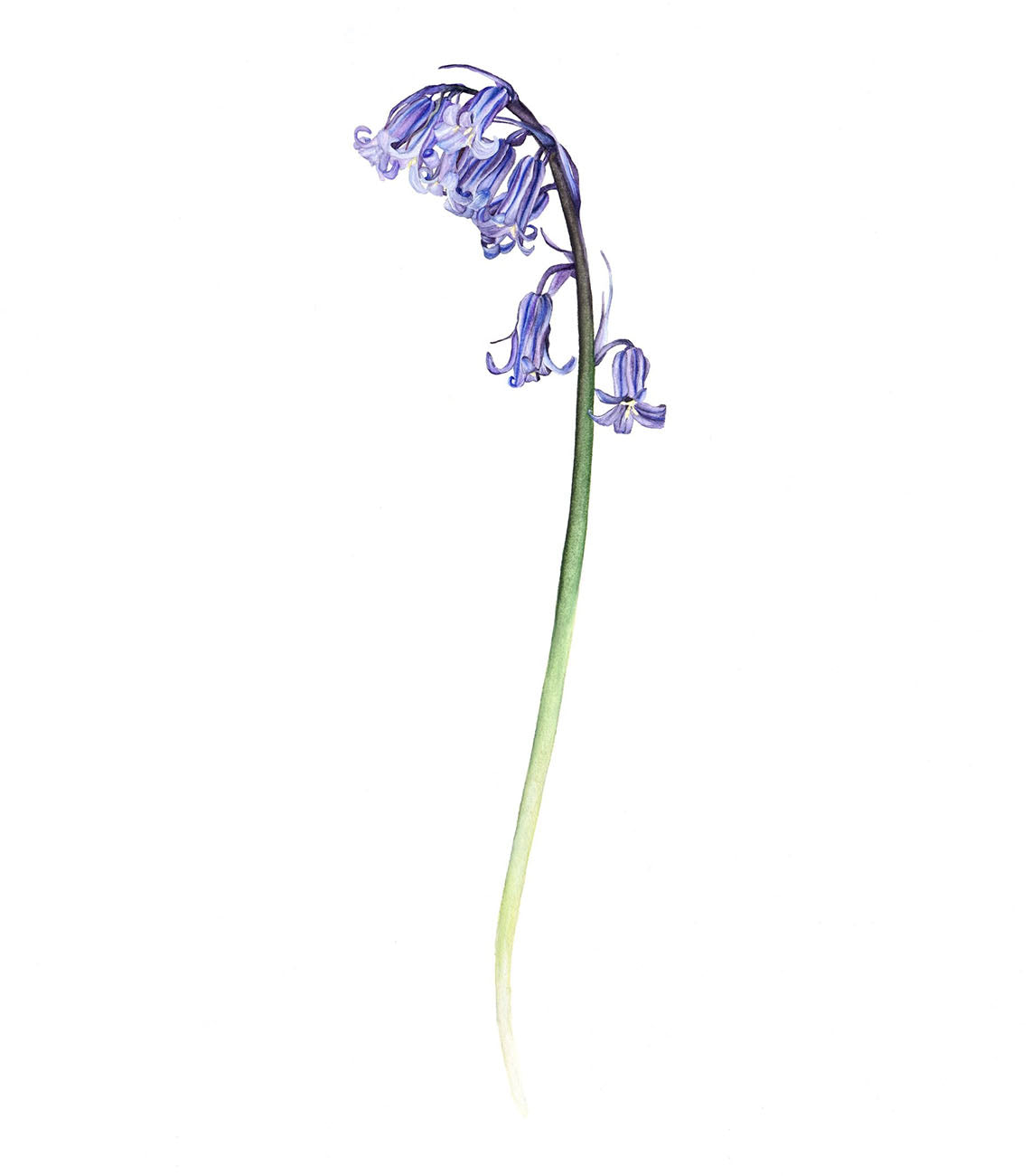 Bluebell, Limited Edition Fine Art Print