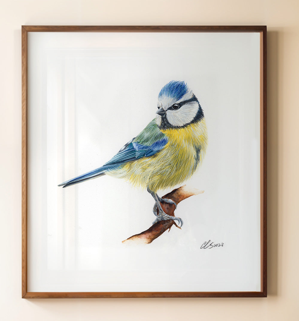 Blue Tit, Fine Art Watercolour Print