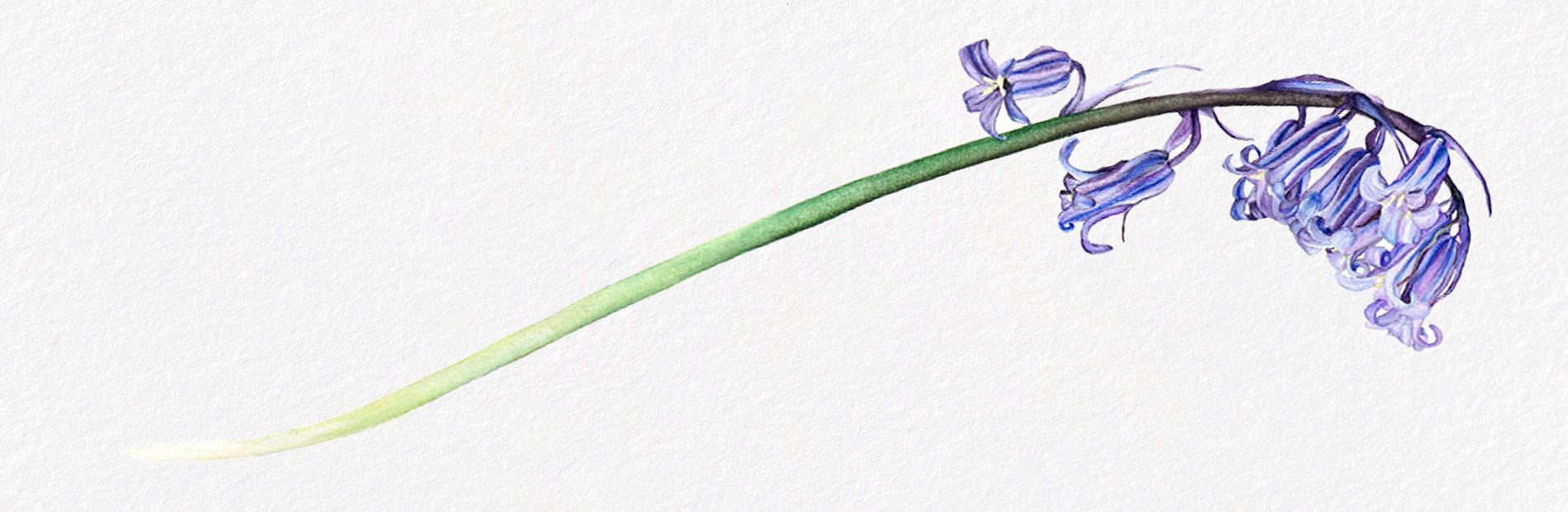 Botanicals