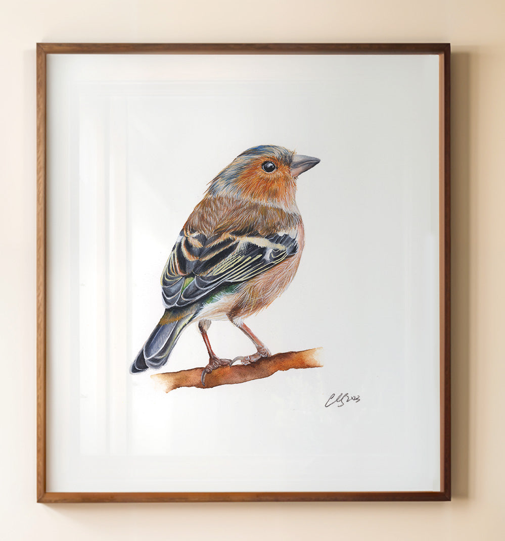 Chaffinch, Fine Art Watercolour Print