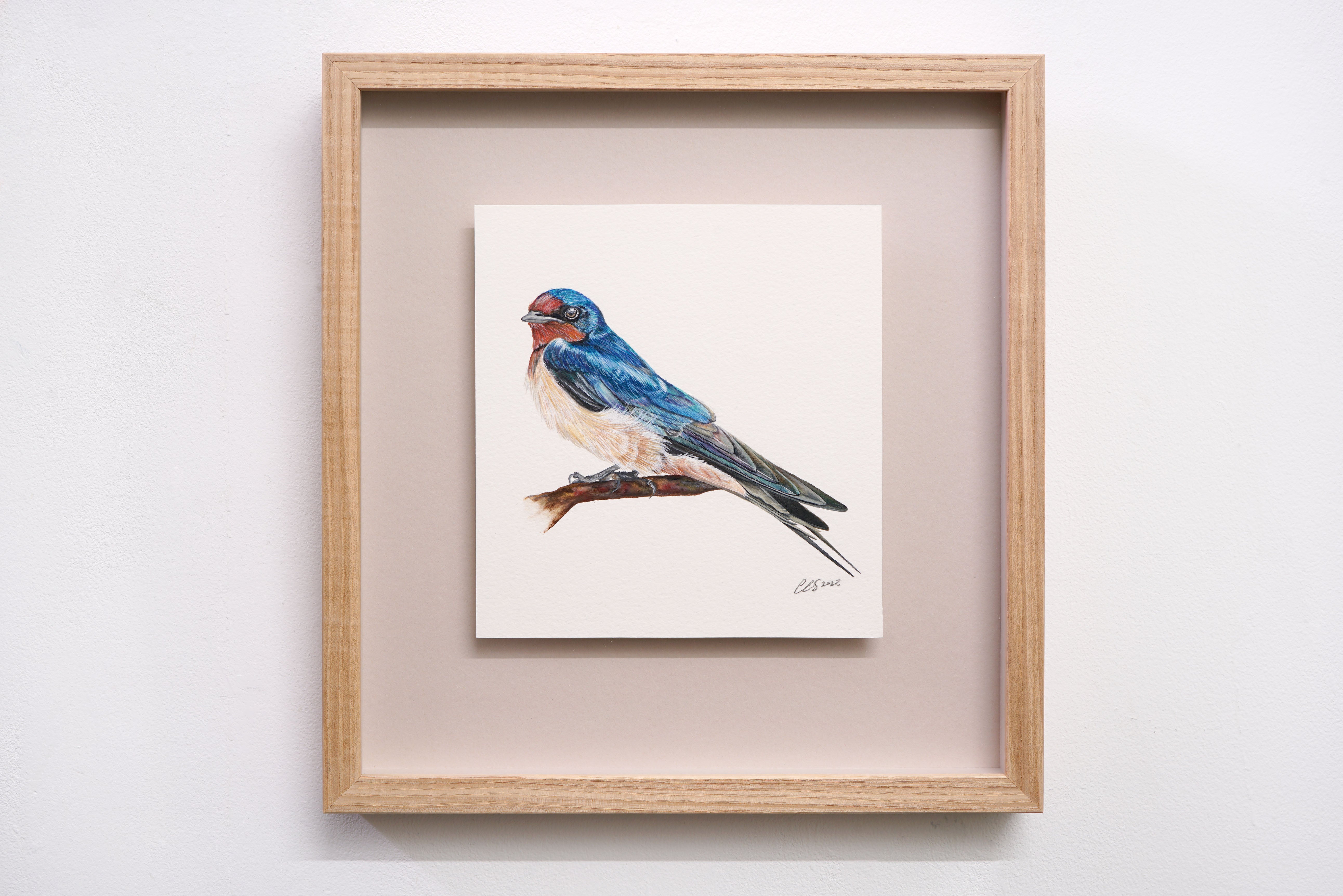 Barn Swallow, Original Watercolour Painting