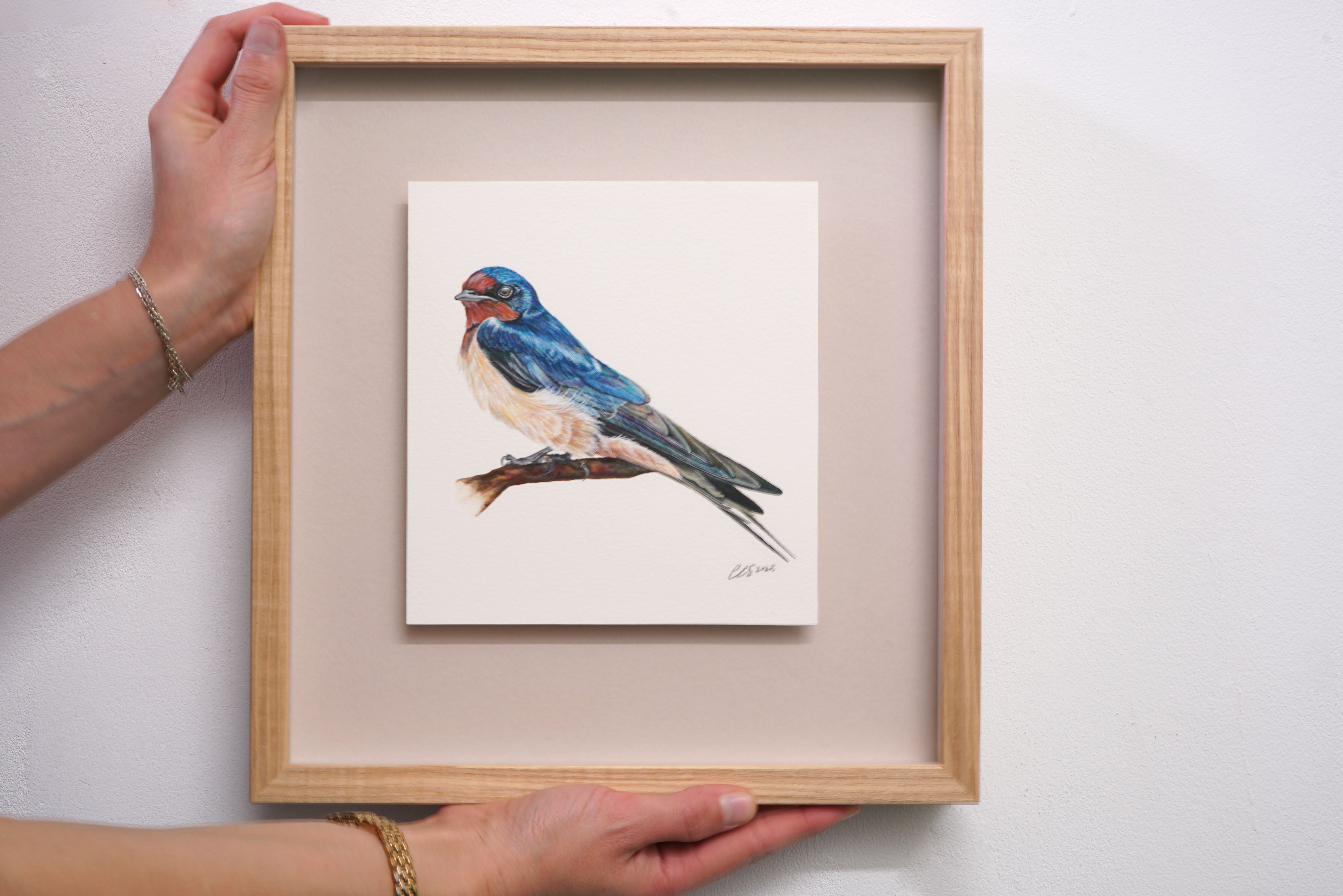 Barn Swallow, Original Watercolour Painting