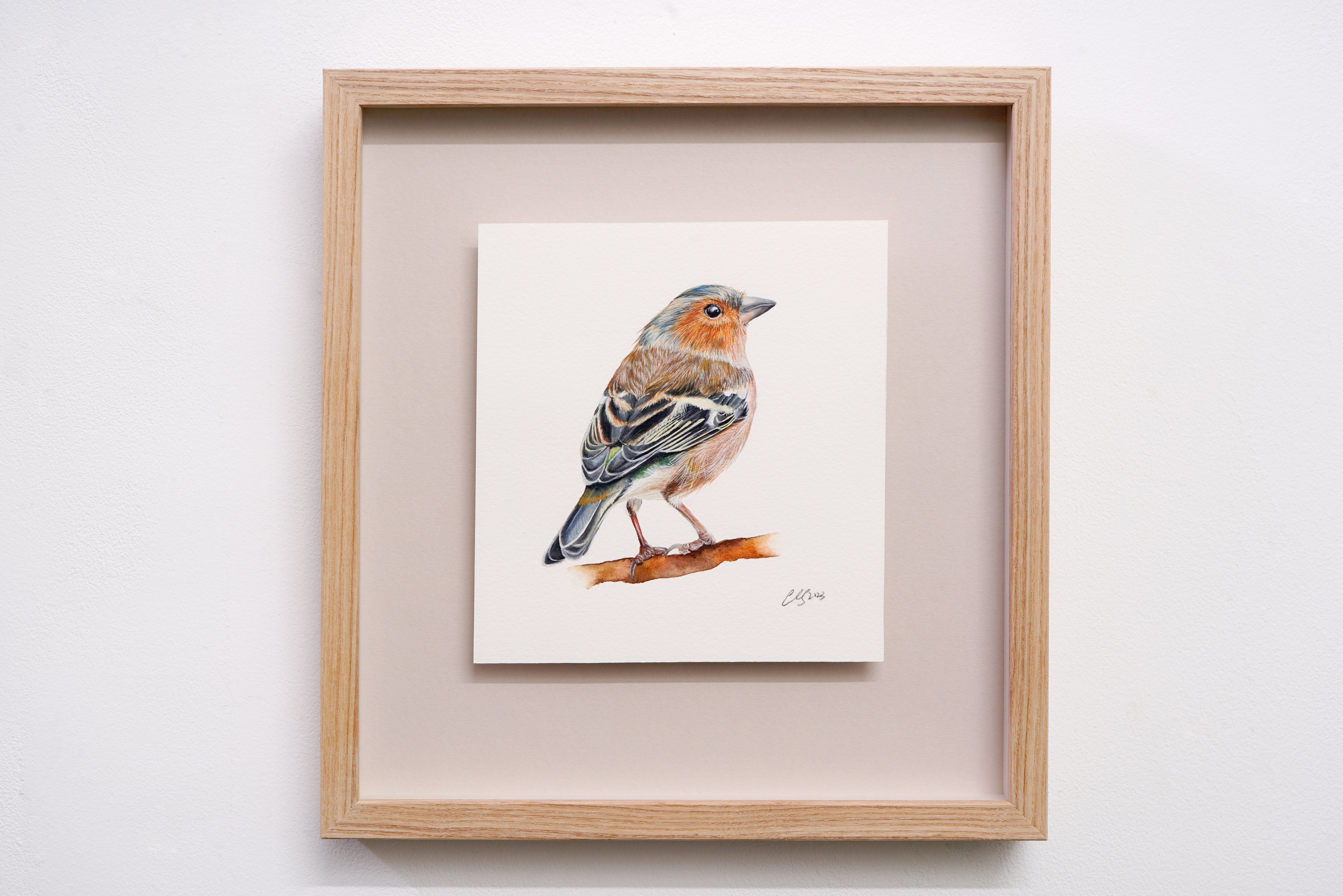 Chaffinch, Original Watercolour Painting