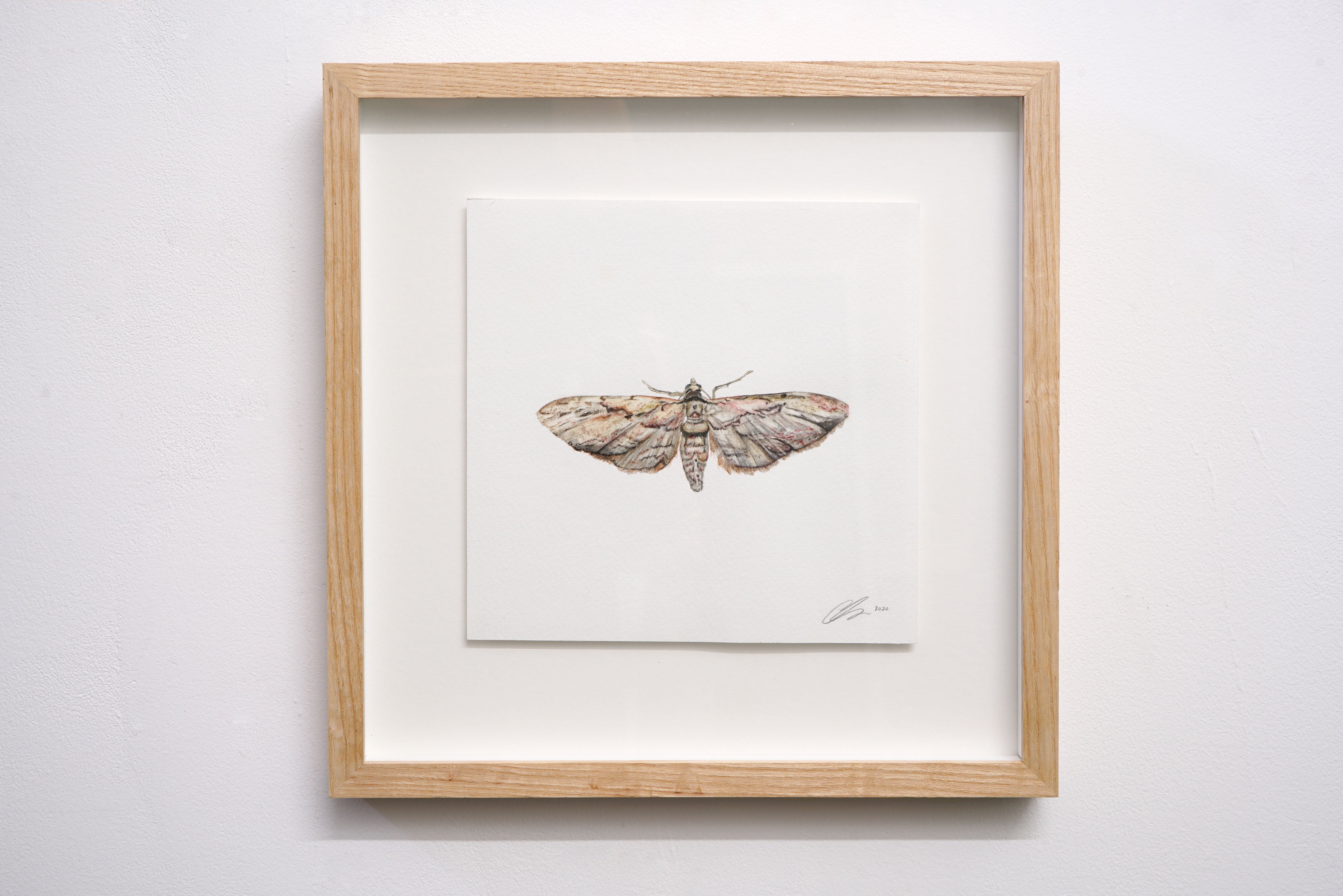 Common Grey Moth, Original Watercolour Painting