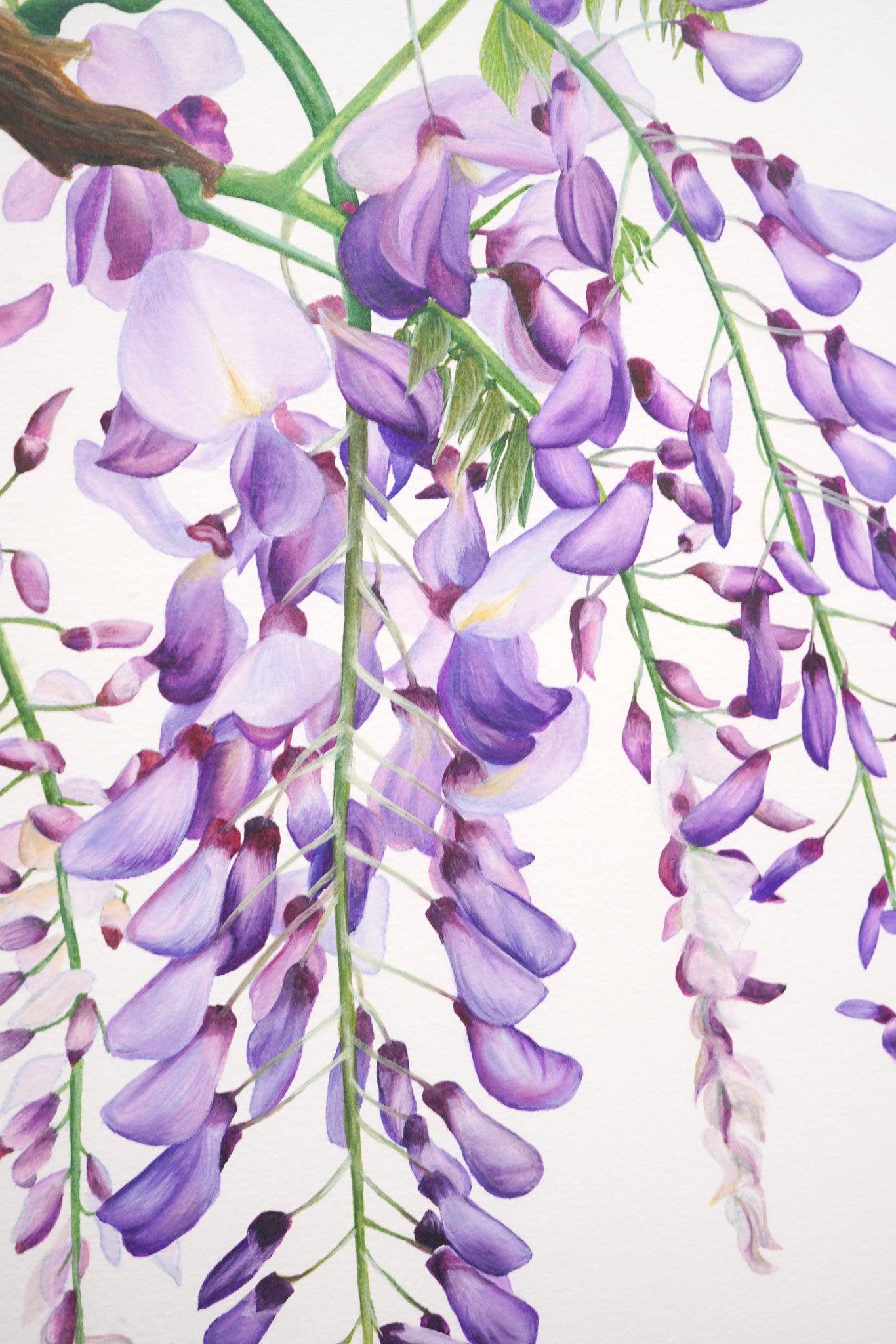 Wisteria, Limited Edition Botanical Watercolour Print
