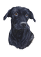 Dava