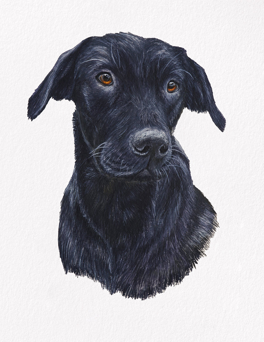 Dava dog portrait