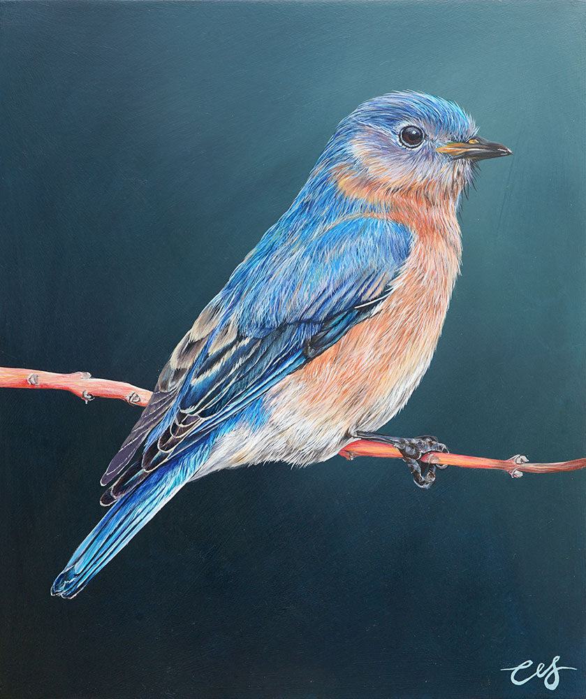 Eastern bluebird small 9cc9cb81 78c3 4da7 bb21 54e496b50e9b