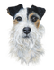 Enzo