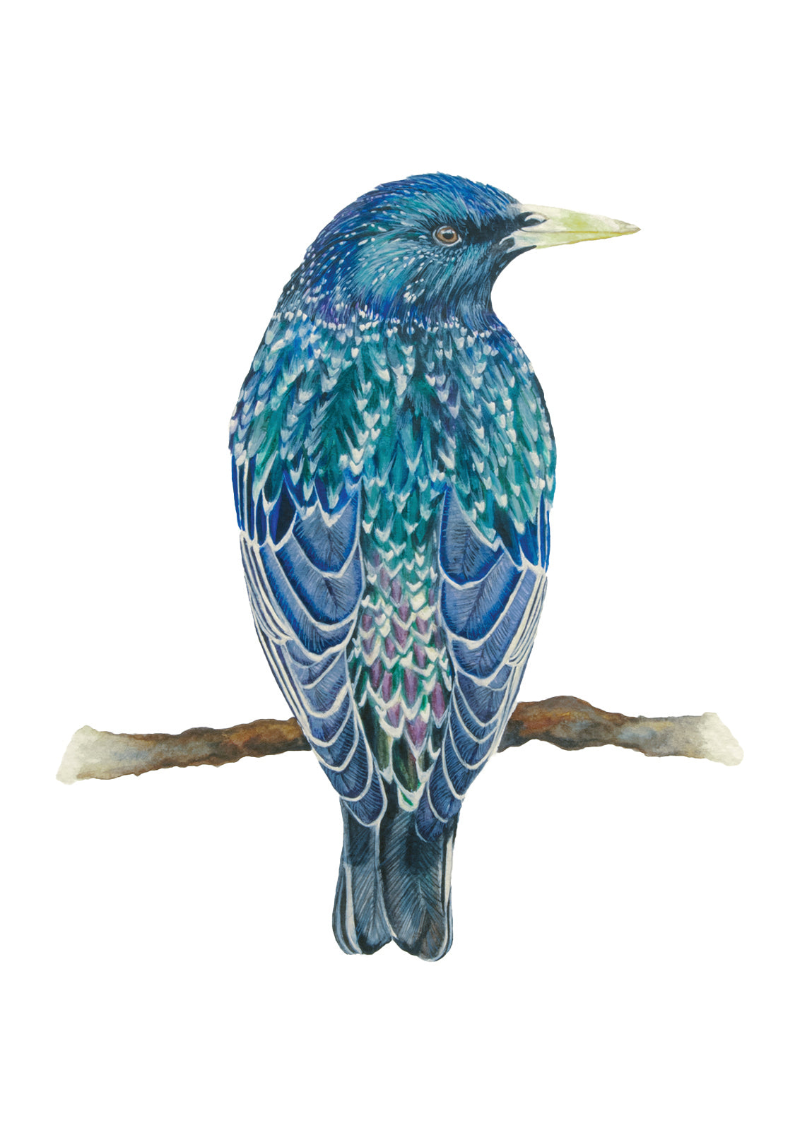 European Starling, Fine Art Watercolour Print