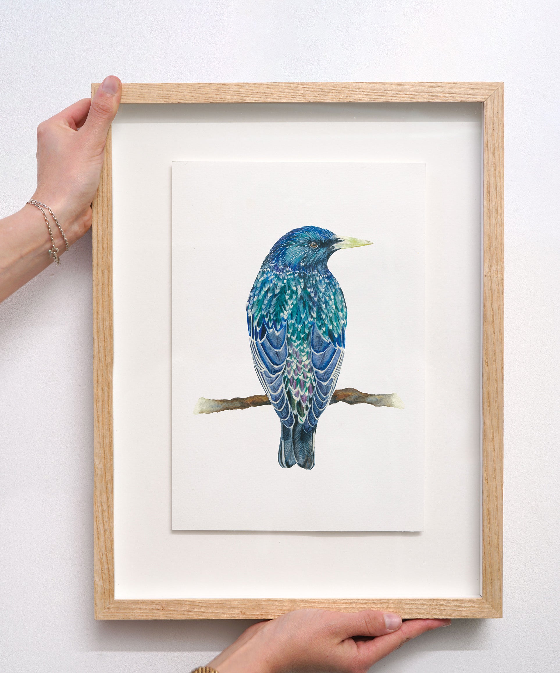 European Starling, Original Watercolour Painting