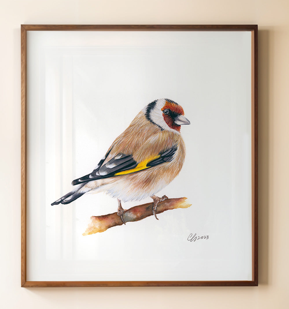 Goldfinch, Fine Art Watercolour Print