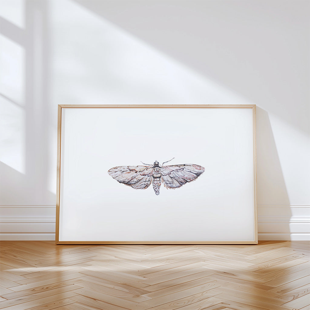 Common Grey Moth, Fine Art Watercolour Print