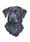 Juniper