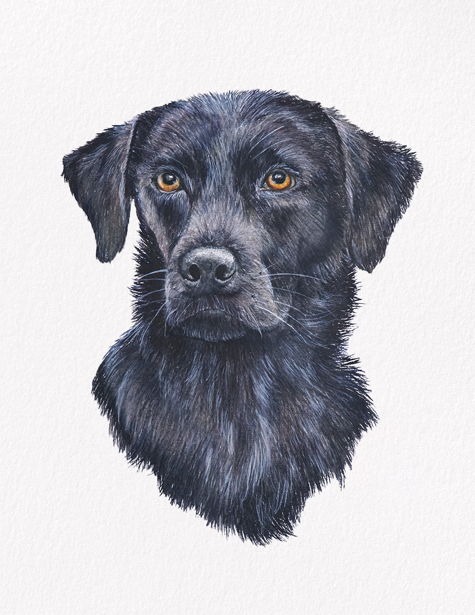 Juniper dog portrait