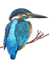 Kingfisher blank