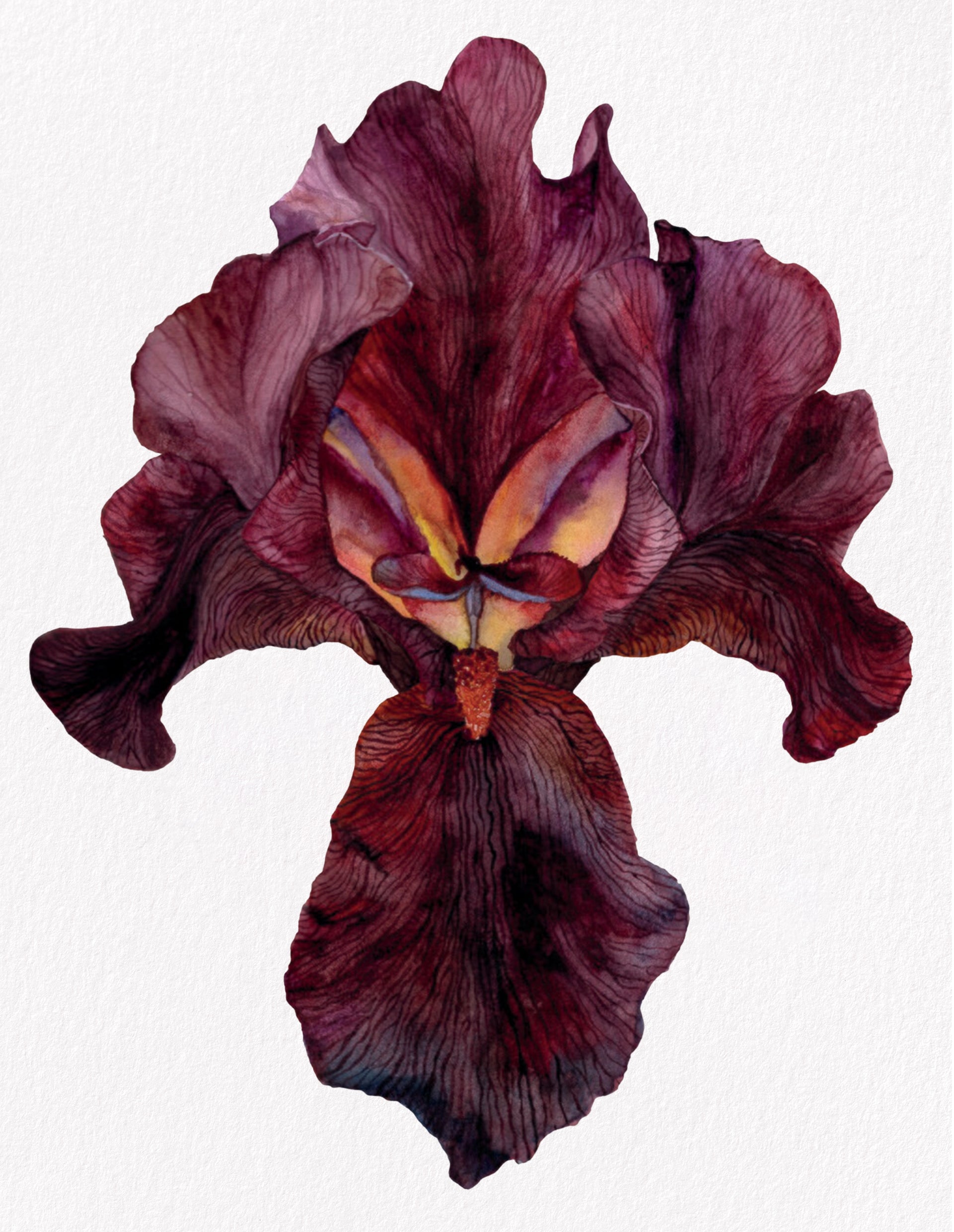 Iris Langport Wren, Fine Art Watercolour Print