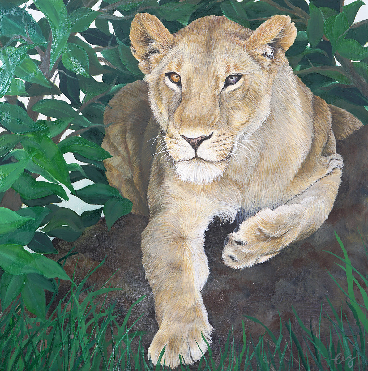 Lioness commissions