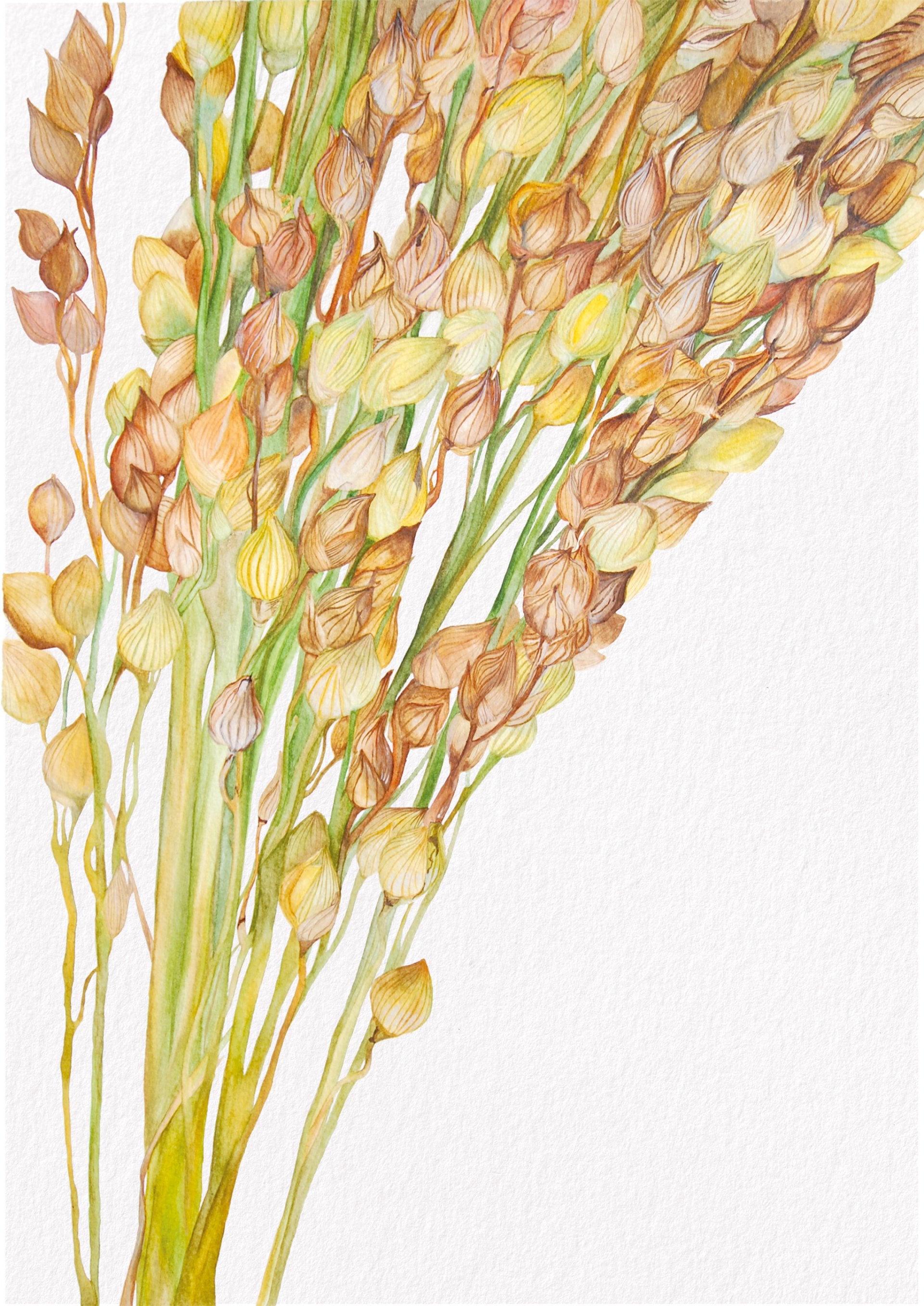 Millet, Fine Art Watercolour Print