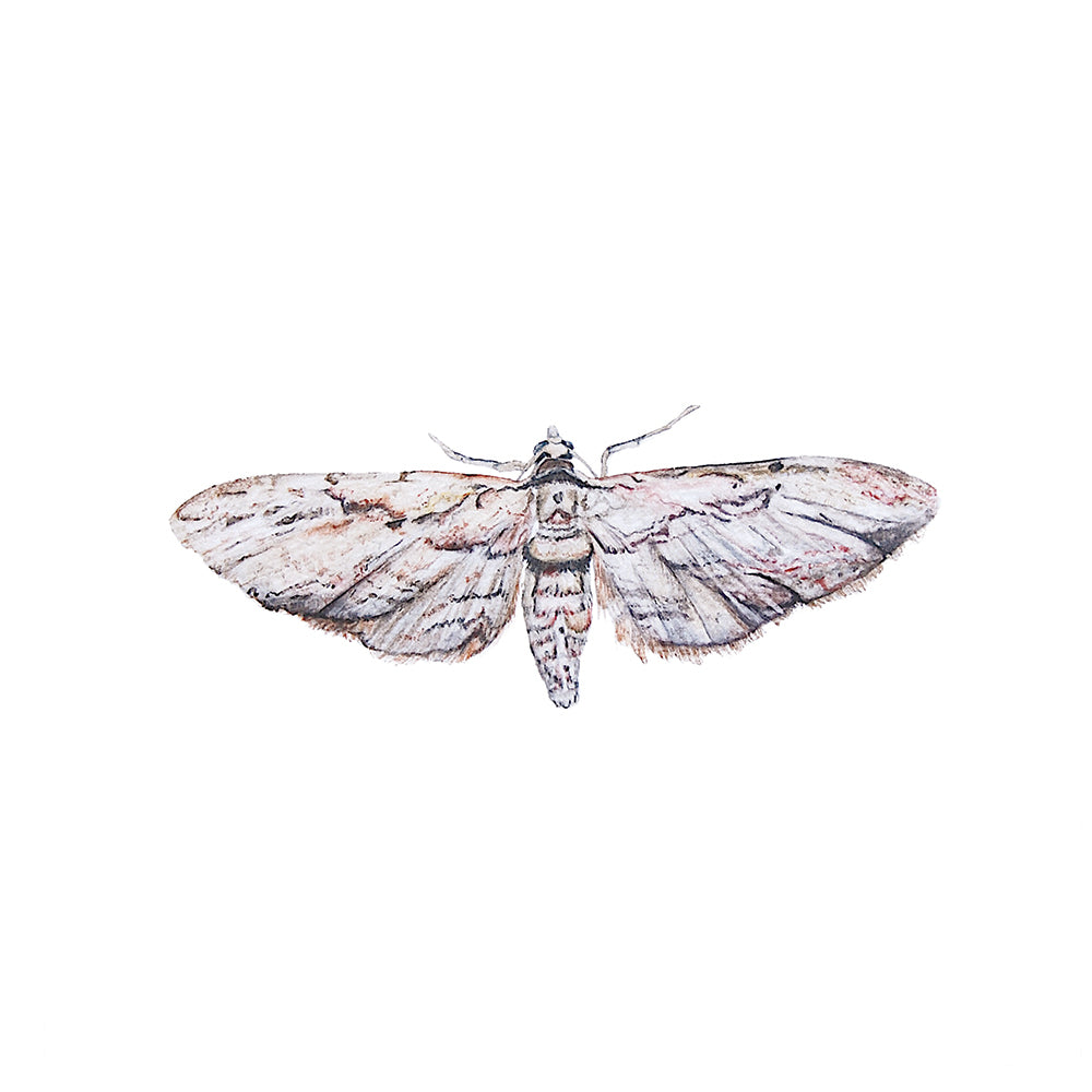 Common Grey Moth, Original Watercolour Painting