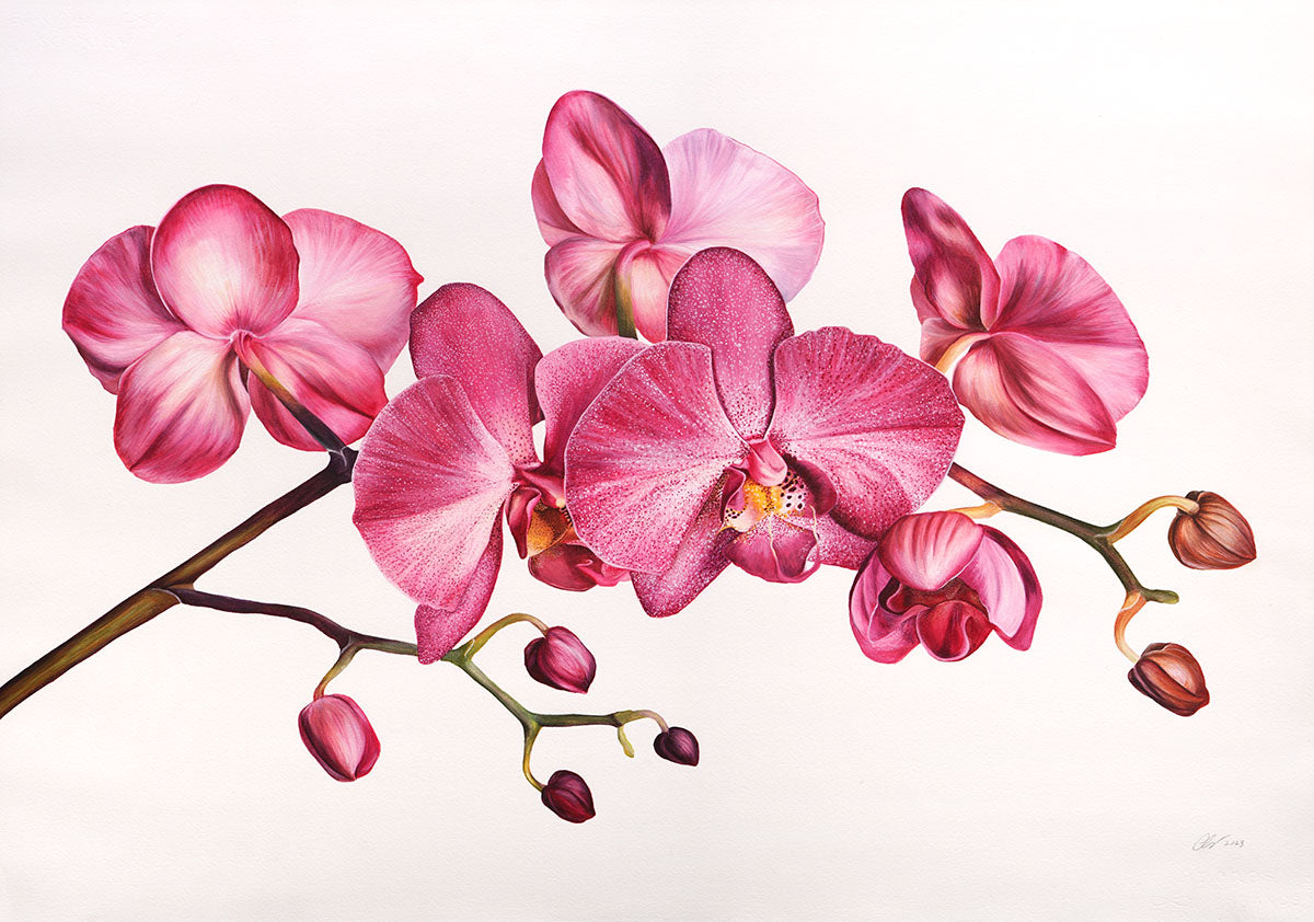 Orchid, Limited Edition Botanical Watercolour Print