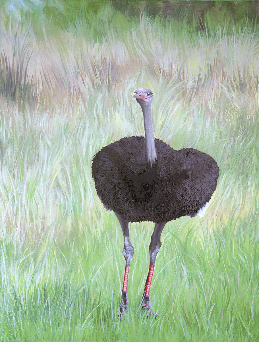 Ostrich comissions