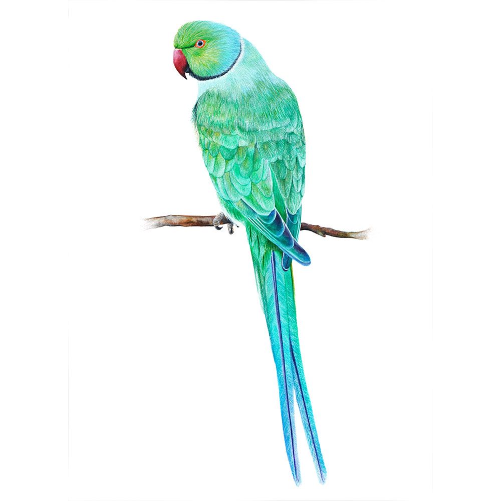 Ring Necked Parakeet, Fine Art Watercolour Print