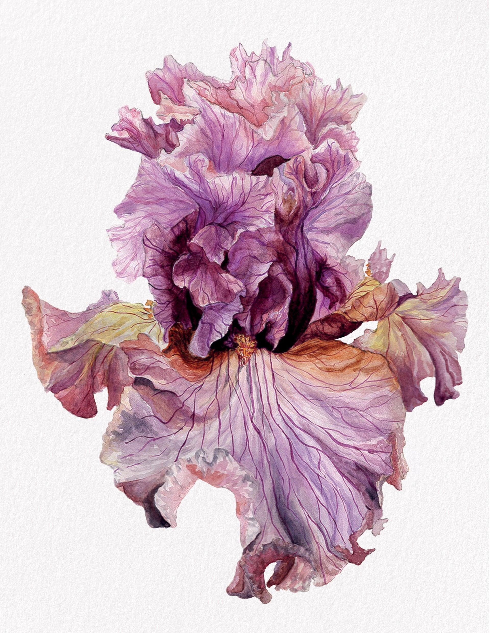Iris Paris Fashion, Fine Art Watercolour Print