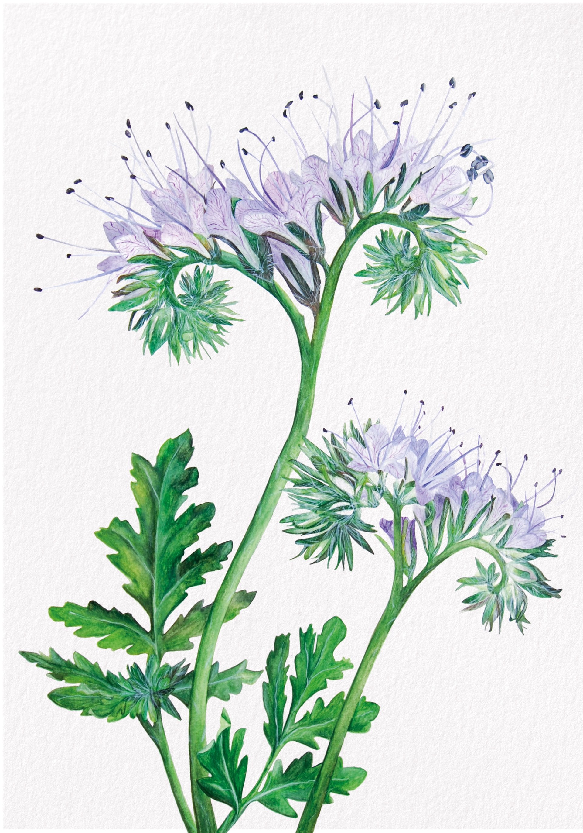 Phacelia, Fine Art Watercolour Print