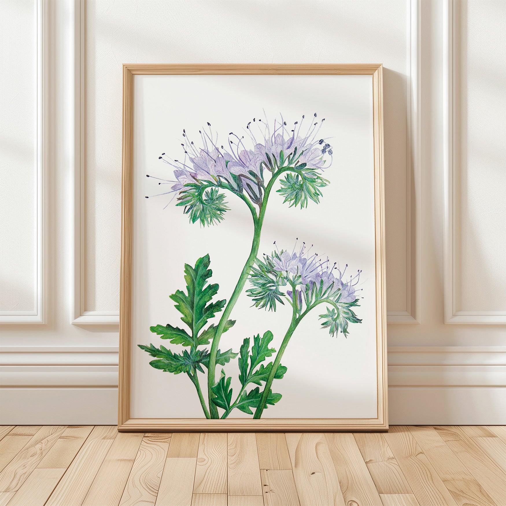 Phacelia, Fine Art Watercolour Print