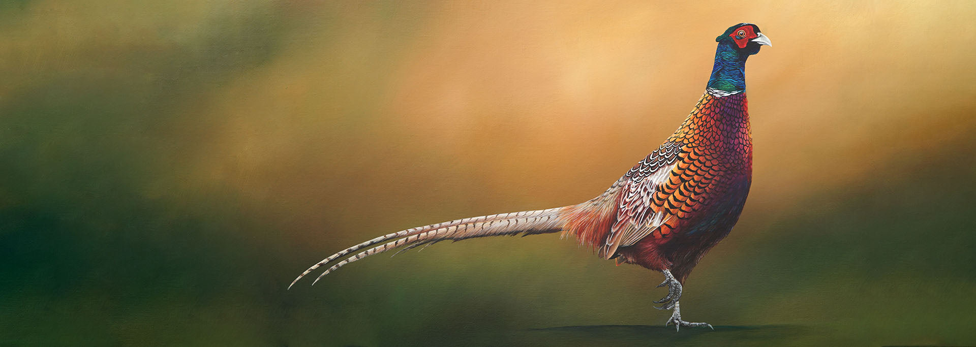 Pheasant 61b26d42 edc7 4e5d 9a4f b8699ef42e0e